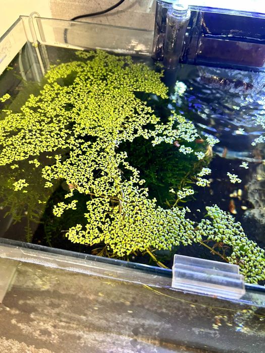 Planta Flutuante Aquática - Lemna Minor