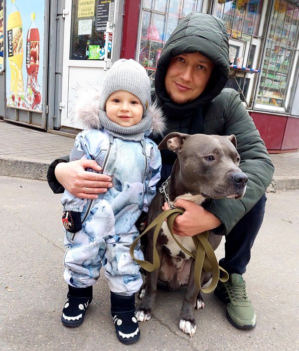 Вязка питбуль серый