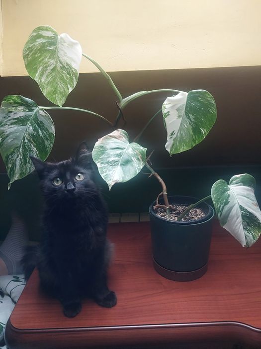 Monstera variegata, pieniądze z aukcji na leczenie kota