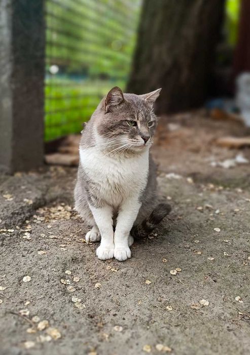 в добрі руки котик