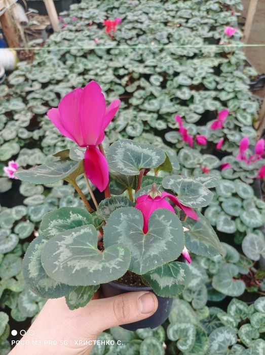 Цикламени кімнатні