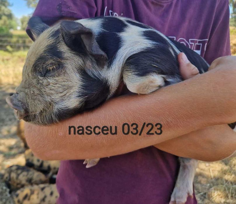 Porcinhos de kunekune