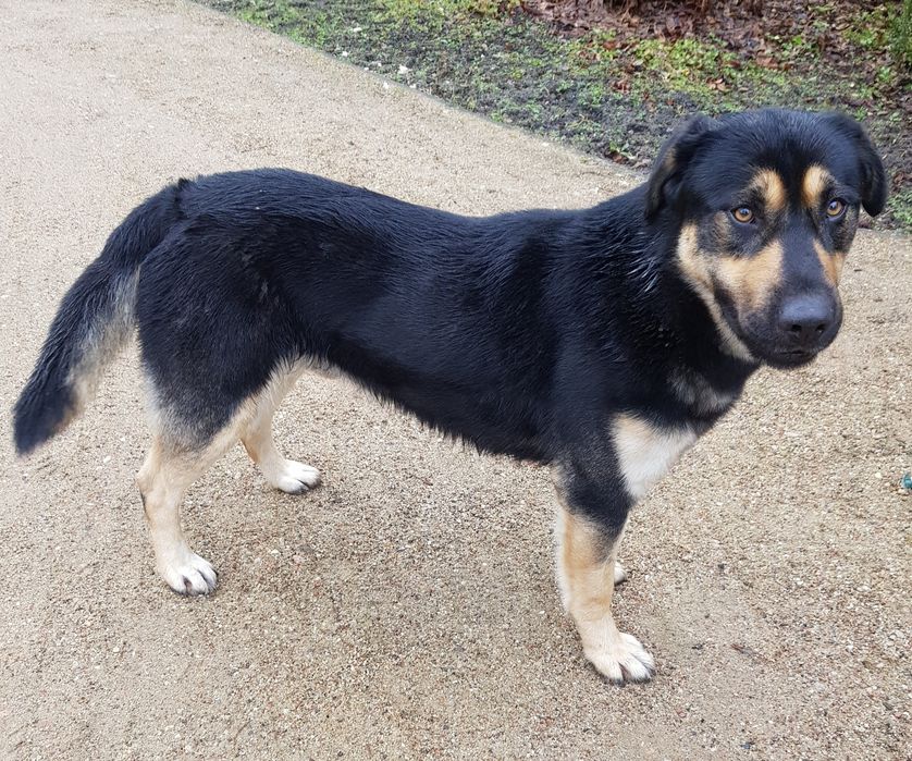 Znaleziono psa, Bielawy Gmina Ceków Kolonia