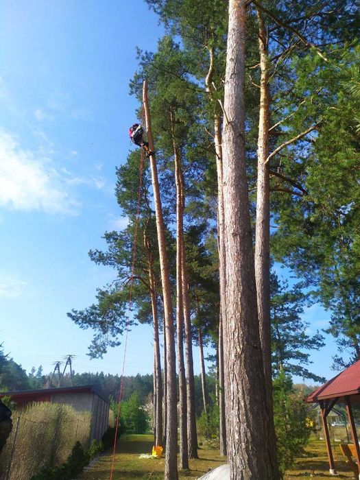 Wycinka drzew,skracanie i formowanie koron,ścinka drzew trudnych,rębak