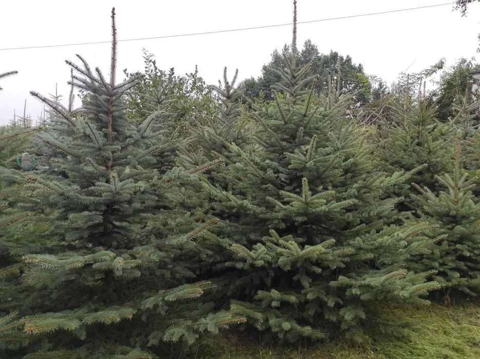 Choinki świąteczne