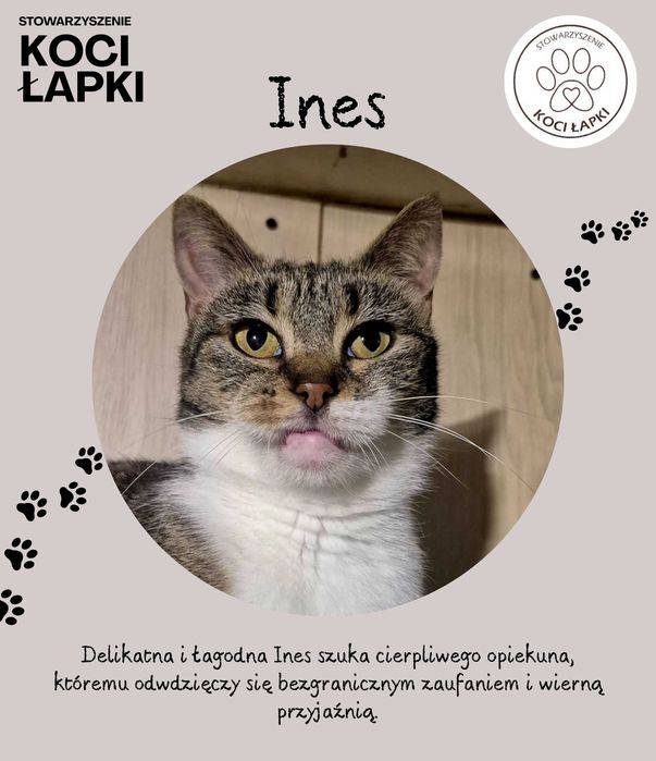 Ines - spokojna, delikatna koteczka