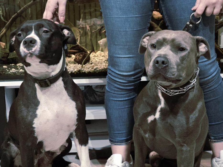 American Staffordshire Terrier