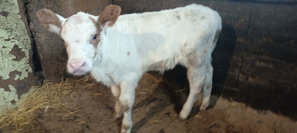Продам молочную тёлочку