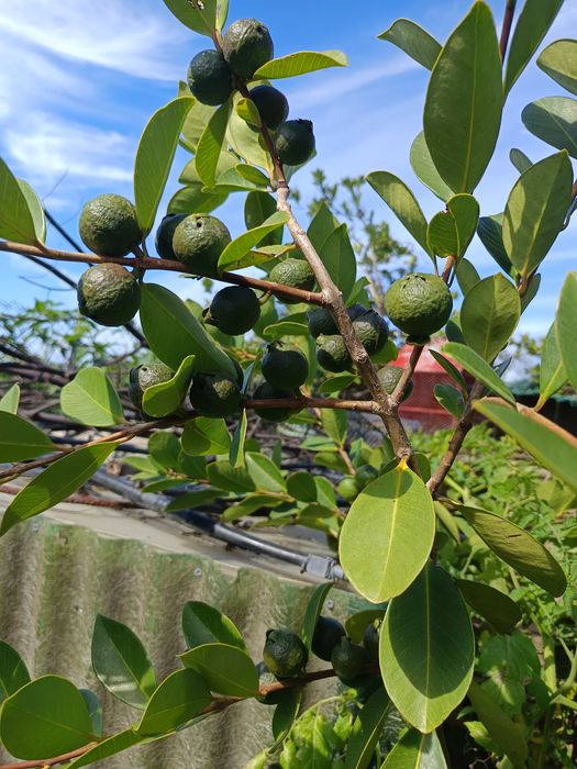 Araçá de cor vermelha e amarela