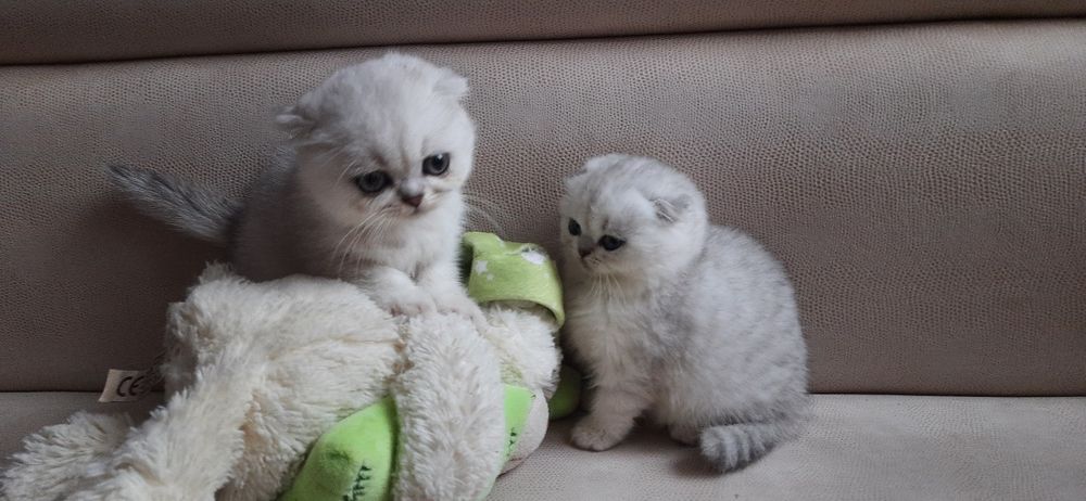 Шотландские вислоухие котята