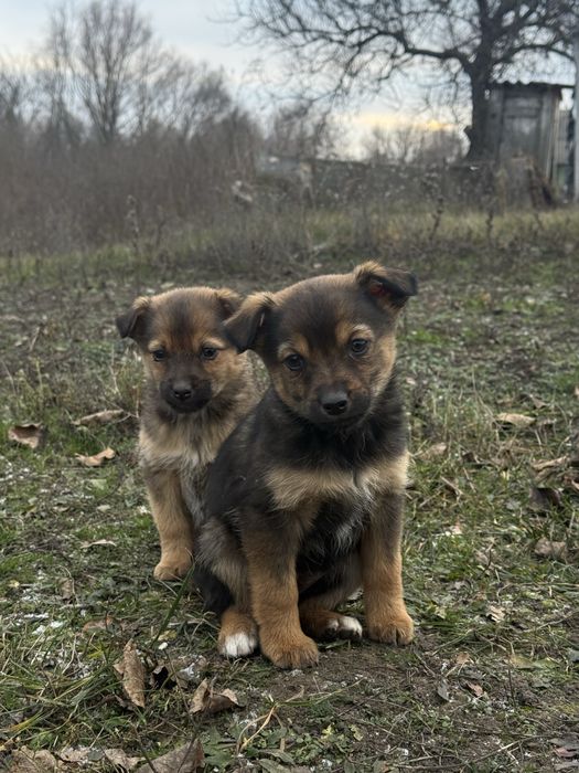 Маленькі собачки шукають велику любов!