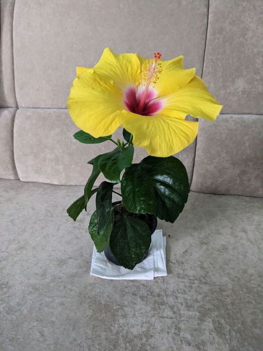 Гібіскус хатній