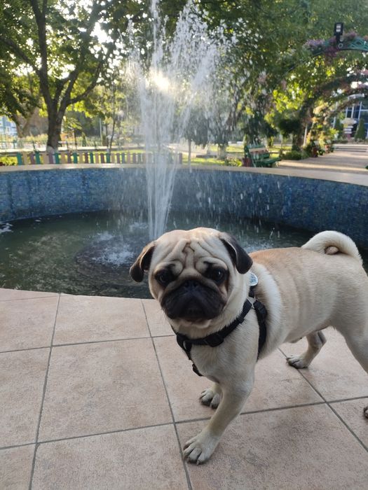 Мопс 3 года вязка