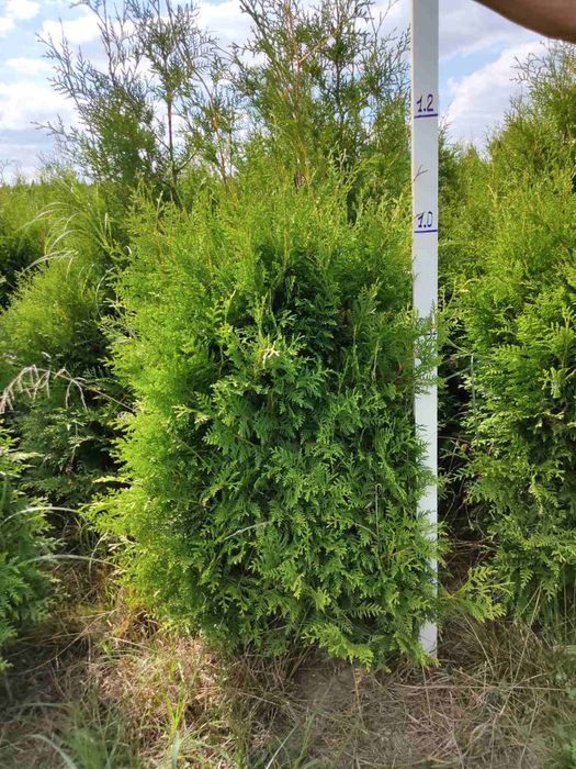 Туя західна BRABANT Брабант, хороші саджанці від 1 до 2м, є опт!