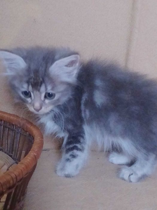Сибірські кошенята