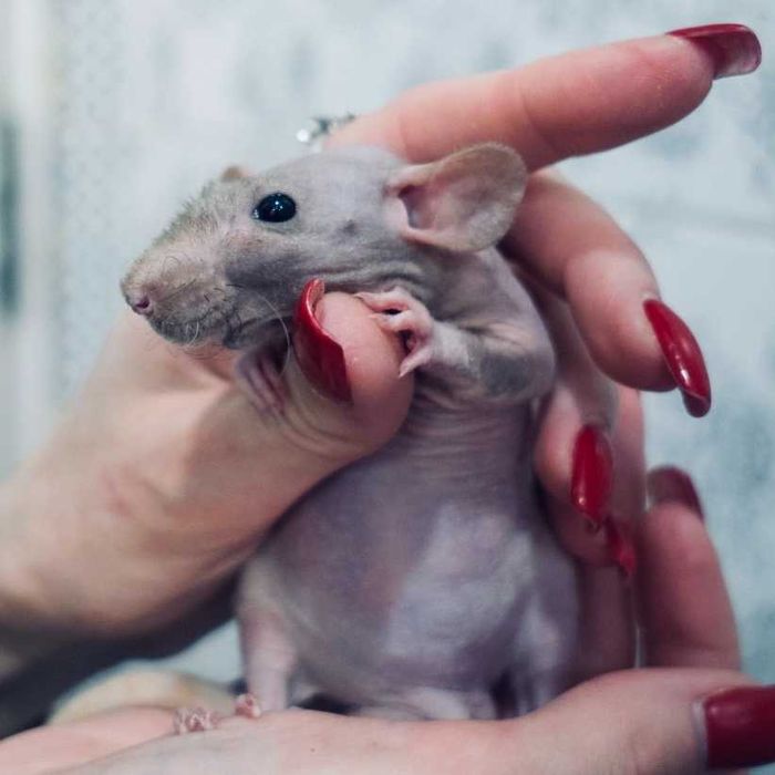 Щурик декоративний лисий пацючок, милі щурики