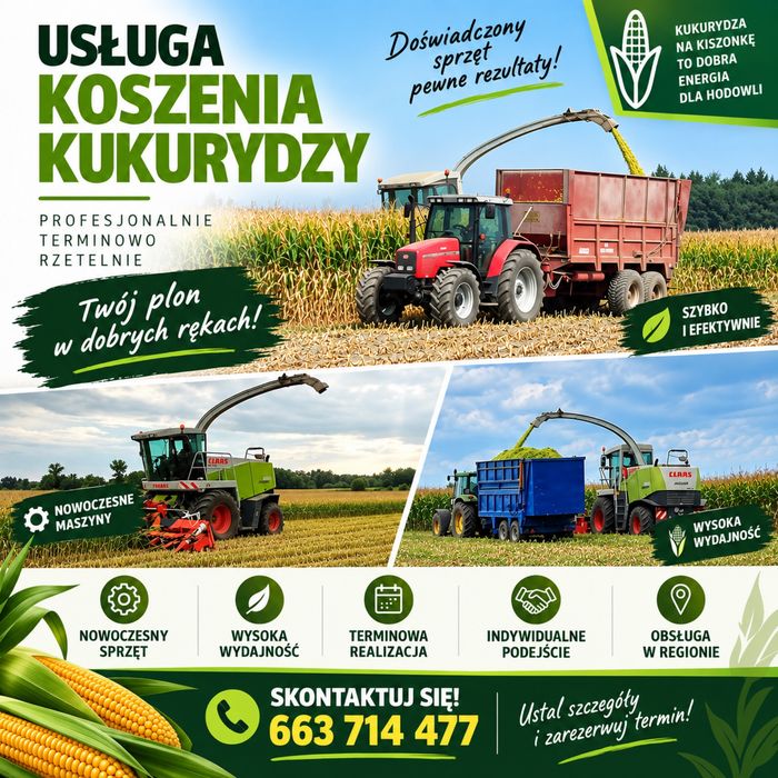 Koszenie kukurydzy na kiszonkę