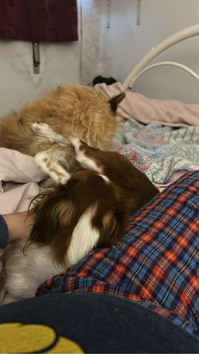 URGENTE Cachorra 7 anos para adoção