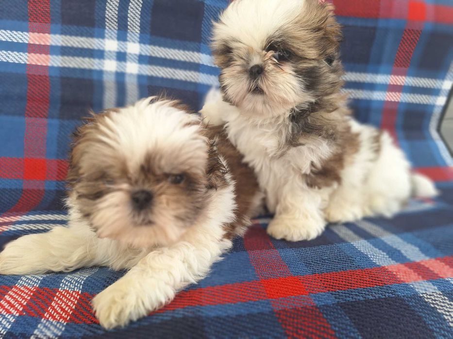 Shih Tzu puchaty piesek
