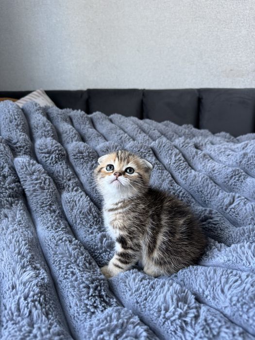 Кошеня шотландські  Scottish fold  Бронювання