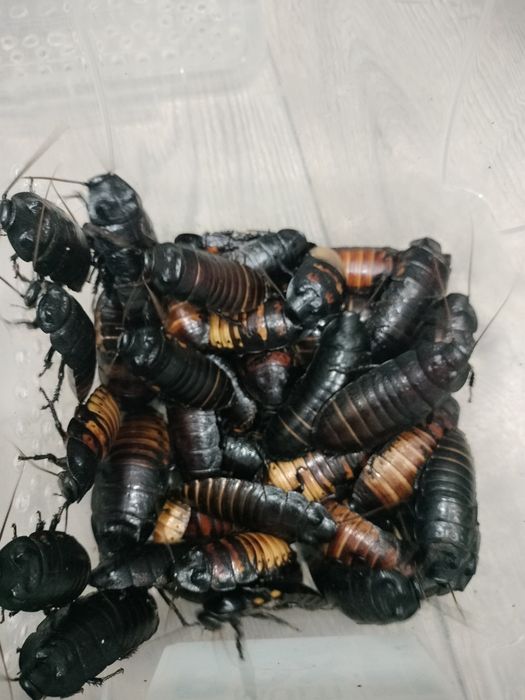 Мадагаскарские тараканы.