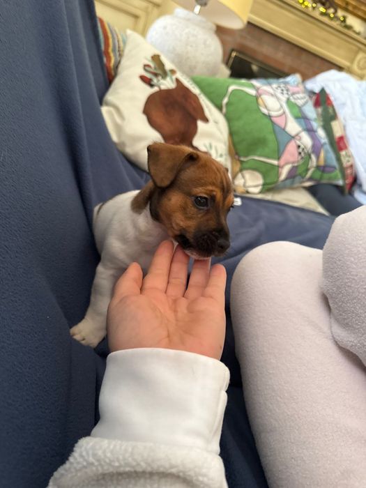 Дівчата джек рассел  і один хлопчик