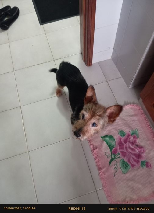 Doação de cão Yorkshire