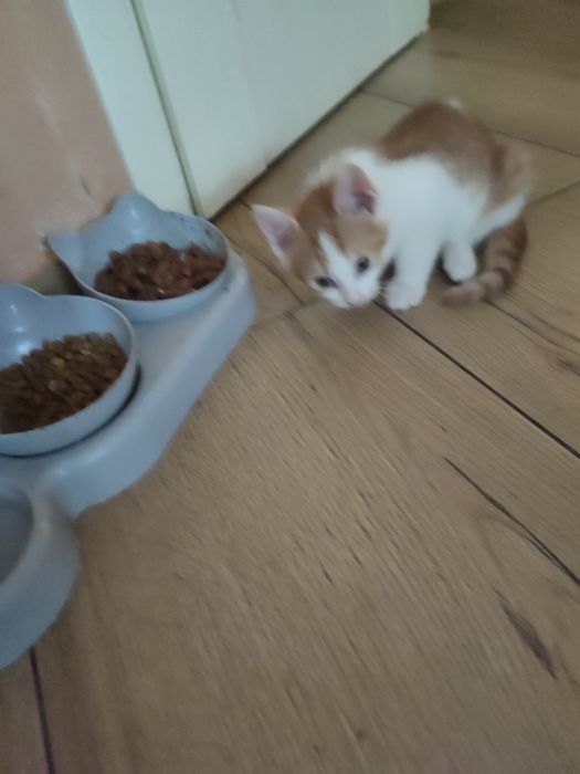 Oddam kotki w dobre ręce