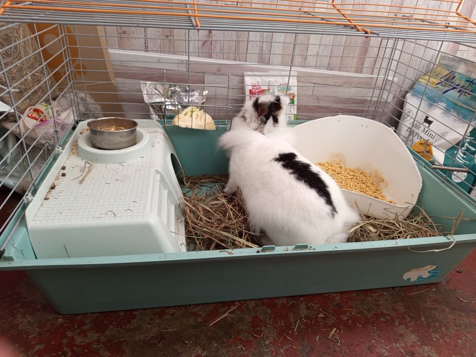 Кролик декоративный девочка.