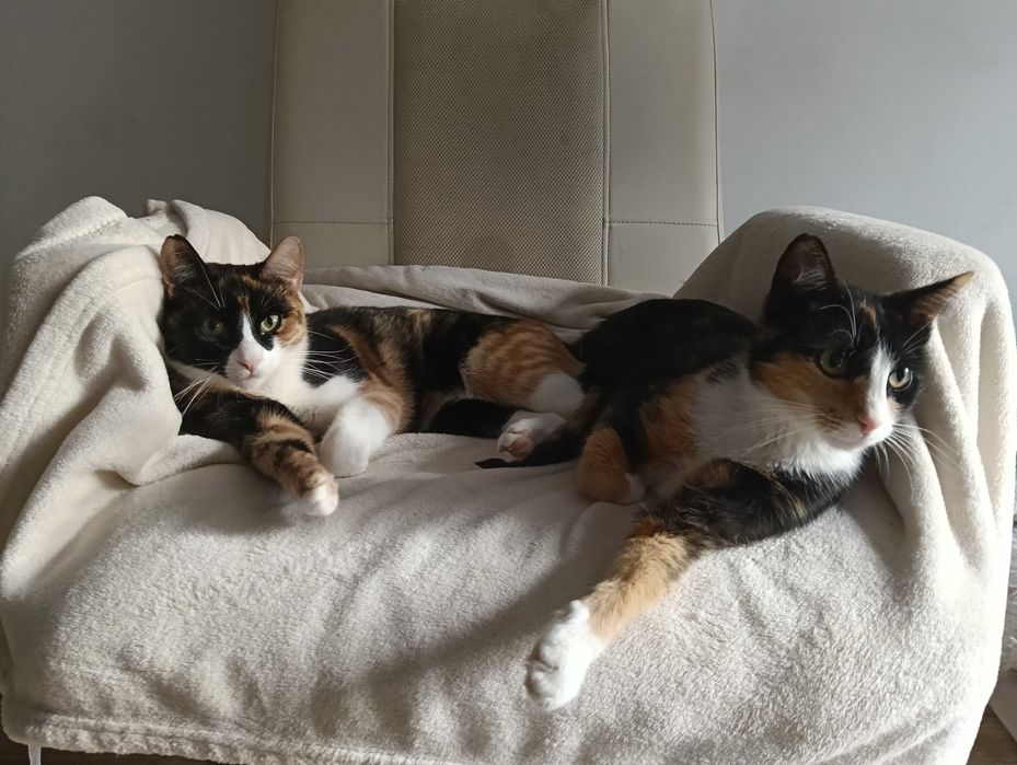 Oddam kotki do adopcji wystyrlizowane wychodzące