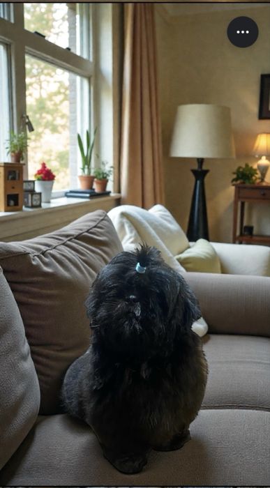 Sprzedam sunie rasy shih tzu ZKwP FCI