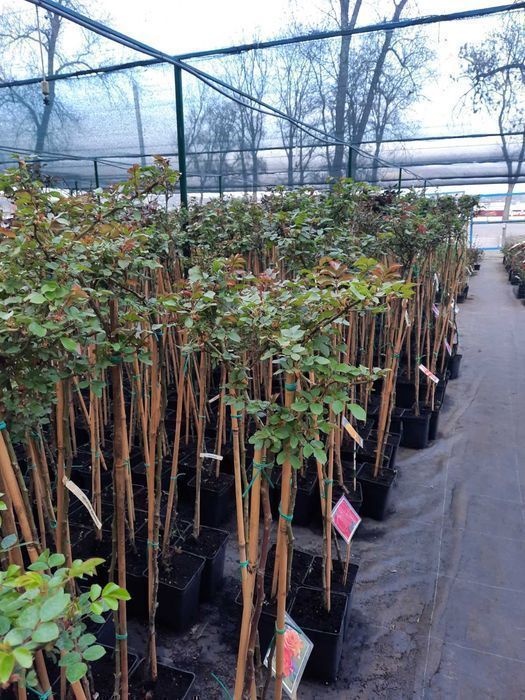 Троянди на штамбі (ЗКС)/Саженцы роз на штамбе