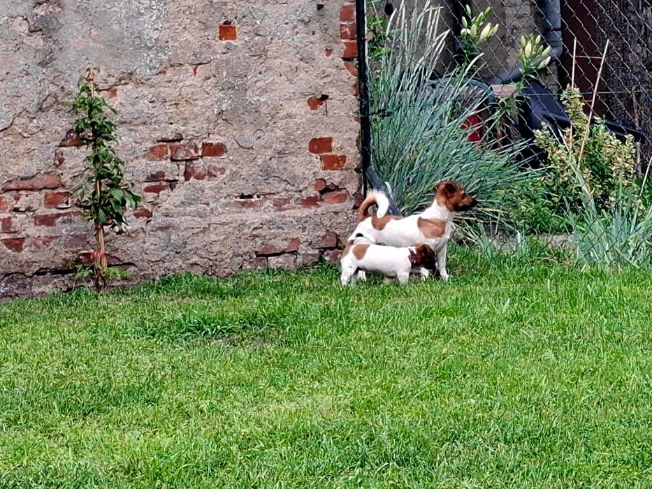 Suczka Jack Russell Terrier FCI ZKwP