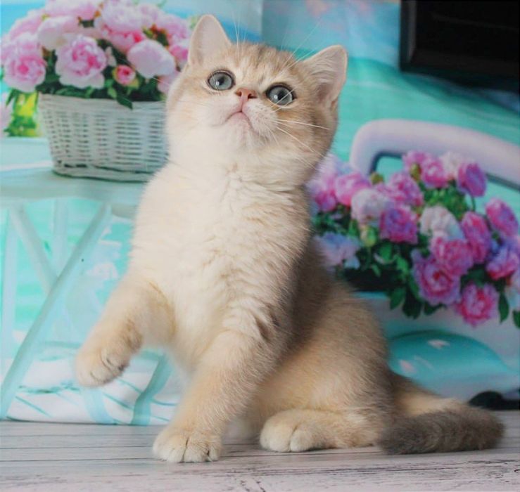 Гарний хлопчик британчик в золотій голубій шубці