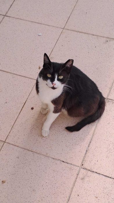 Gatos Adultos para Adopção