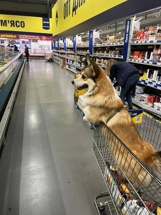 Коргі КСУ Одеса