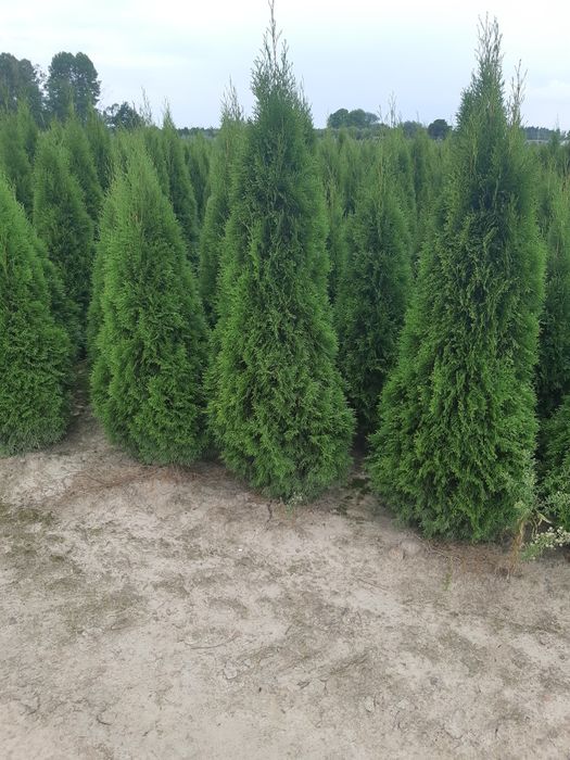 Tuja Thuja Tuje Szmaragd 150cm