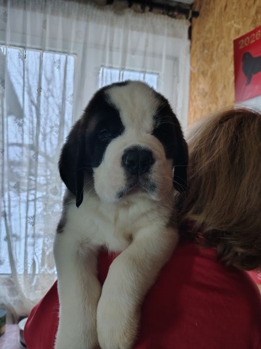 Найкращі компаньони для всієї родини. Сенбернари КСУ.