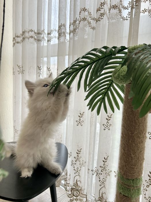 Котеня невське маскарадне