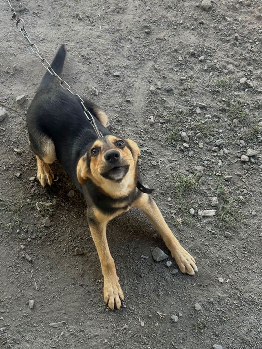 Песик в добрі руки