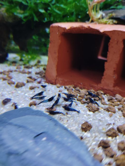 Neocaridina Blue