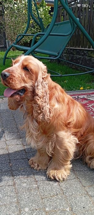 Suczka Cocker spaniel angielski