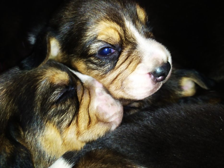 Родословные щенки Бигля с чипом и паспортом!: 7 000 грн. - Собаки ...