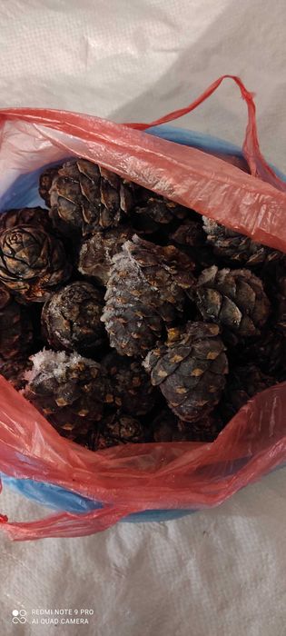 Кедрові шишки молочної стиглості заморожені