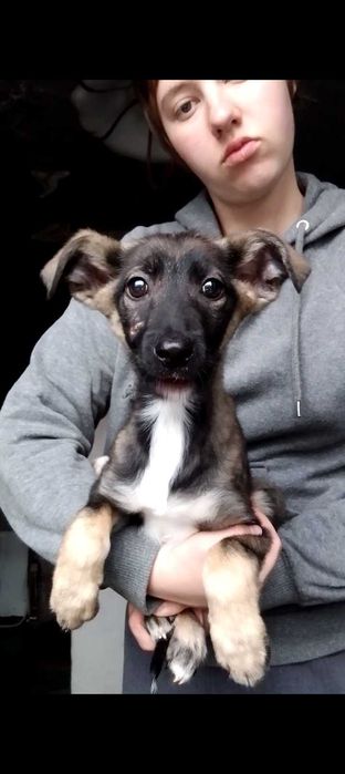 Цуцик цуценя цуцики щенок щенки щенята собака собаки Миколаїв Николаев