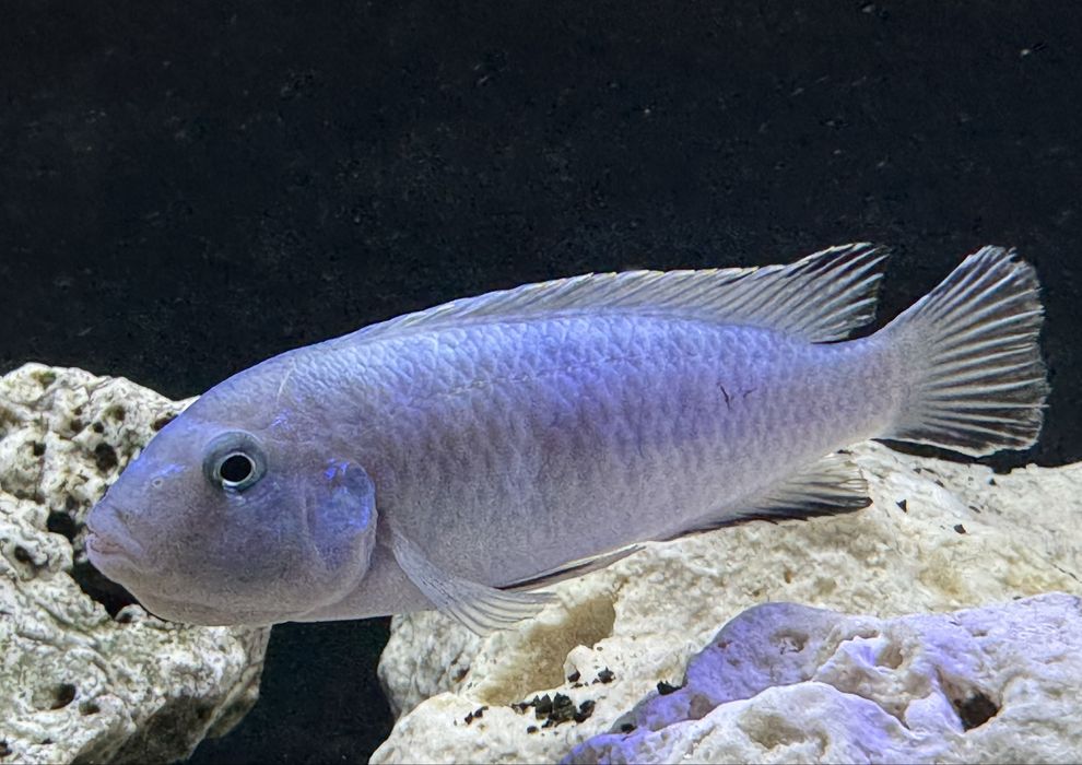 Metriaclima Estherae,Red Red,Socolofi,Saulosi Pyszczaki Malawi