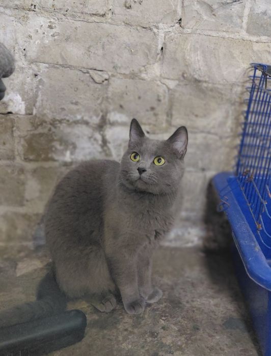 Котикам потрібен дім