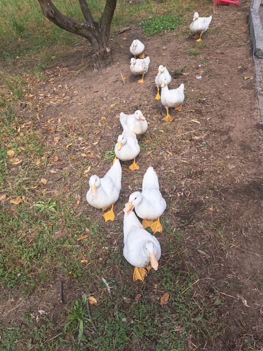 Patos Marrecos de Pequim