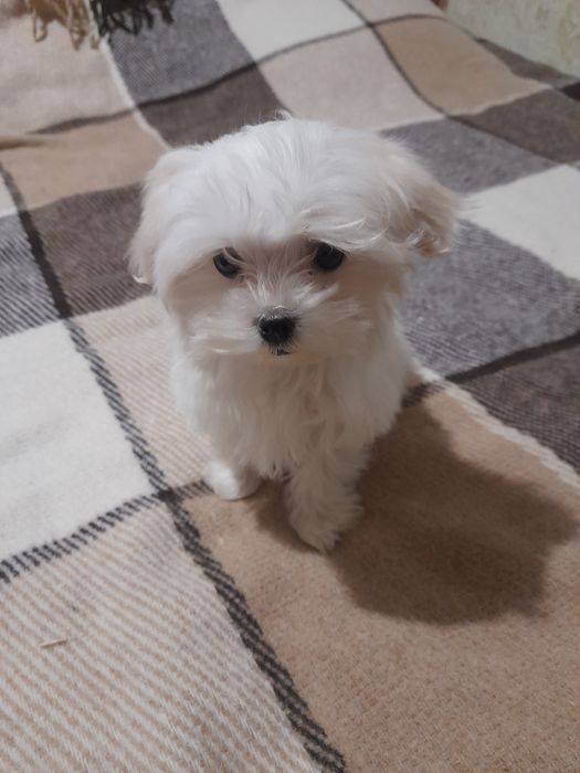 Продам щенков Мальтийской балонки