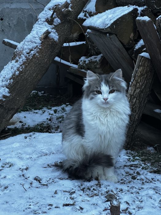 Котик, кіт, кошенята